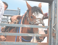 20250719dj Johnson County Fair Rodeo