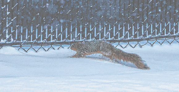 20250106dj Snow Pics2_